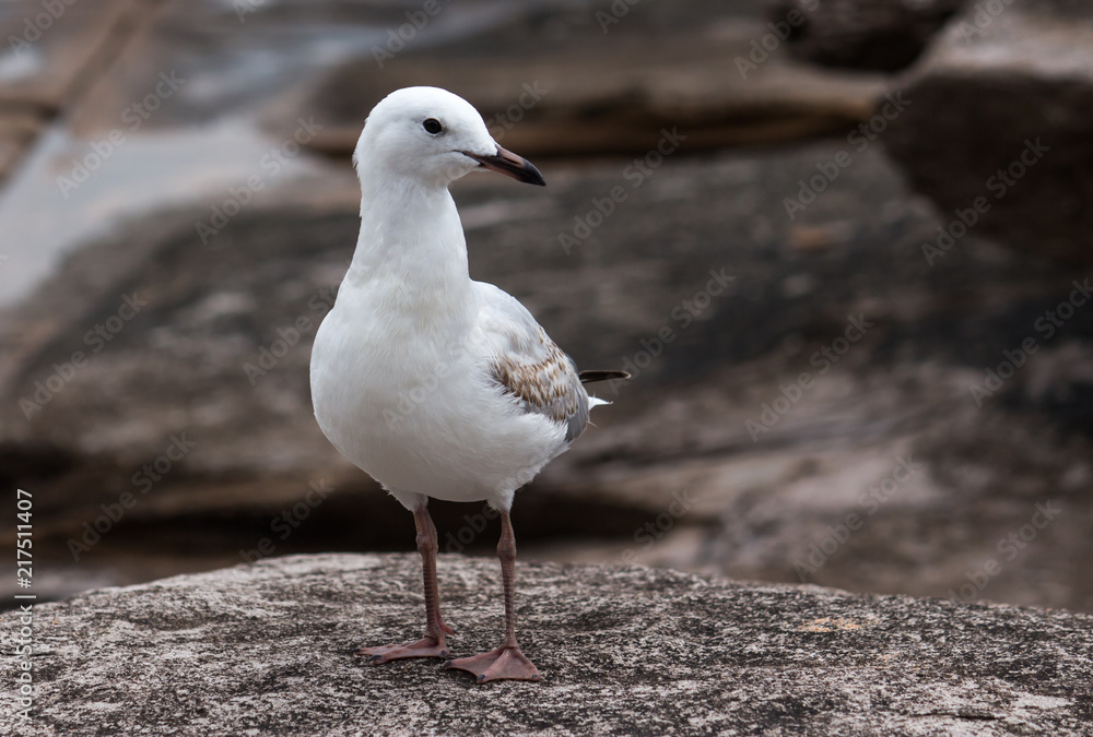 Single seagull bird standing in profile on coastal rock platform Single seagull bird standing in profile on coastal rock platform