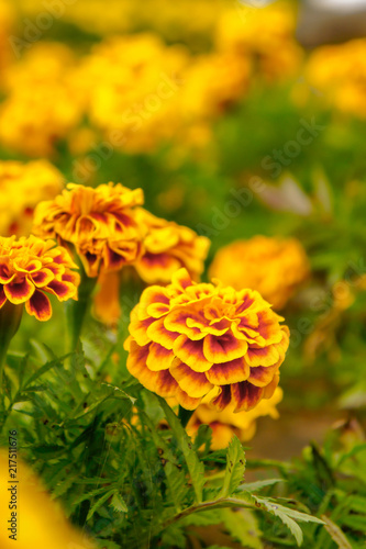 Marigold flowers in the garden on summer   yellow flowers  beautiful flowers on summer in the nice day herb flowers