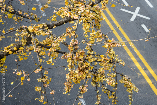 Bunch of ripe ginkgo biloba  fruits over the road