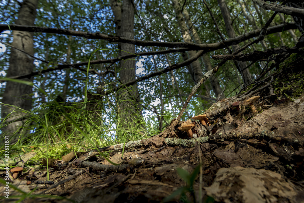 Wild mushrooms on a steep forest cliff Wild mushrooms on a steep forest cliff