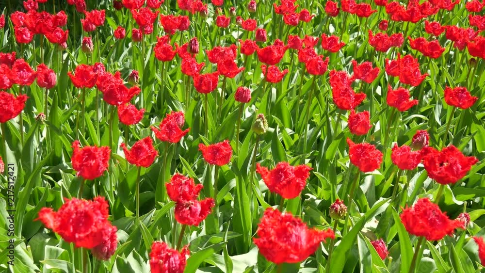 Fiori in Olanda Fiori in Olanda