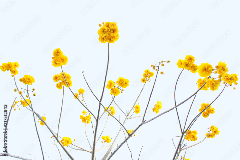 yellow flowers tree on top view sky background , yellow flowers on summer yellow flowers tree on top view sky background , yellow flowers on summer