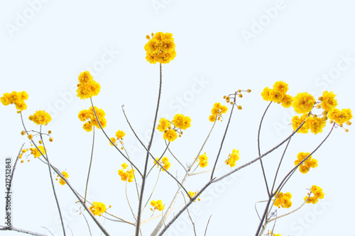 yellow flowers tree on top view sky background   yellow flowers on summer