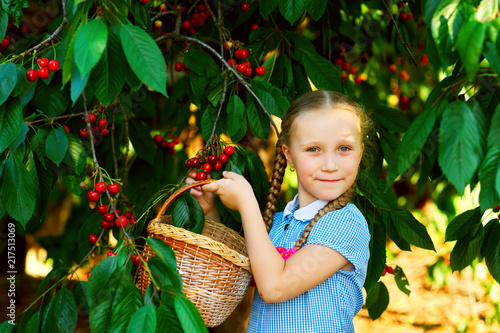 The child collects cherries . A pretty girl picking cherries
