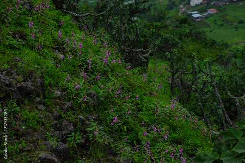 Lush green monsoon nature landscape mountains, hills, farming plot, Purandar, Pune, Maharashtra, India 