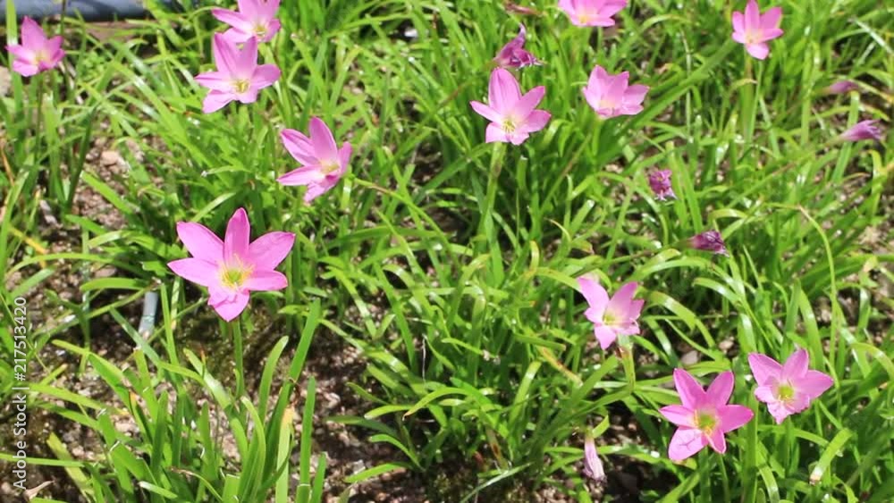 Purple small flower in the wind and sunlight. Purple small flower in the wind and sunlight.