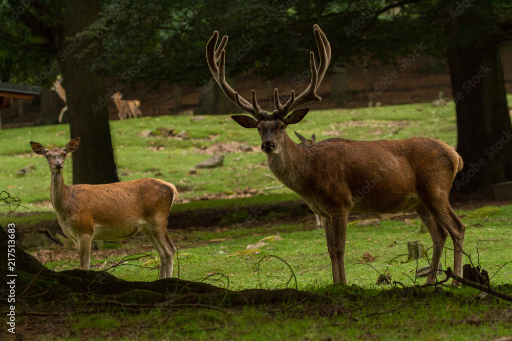 Red deer Red deer