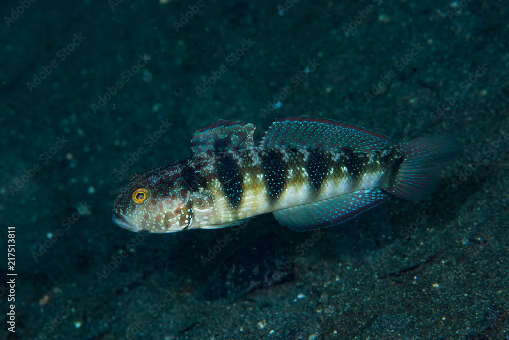 Sphynx Goby Amblygobius sphynx Sphynx Goby Amblygobius sphynx