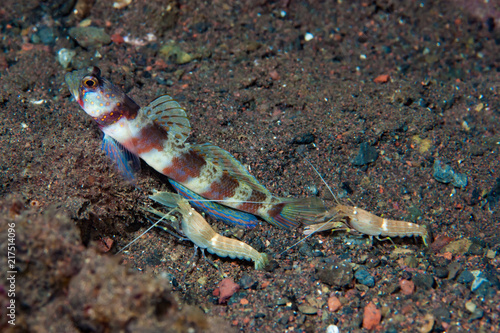 Broad-banded shrimp-goby Amblyeleotris periophthalma