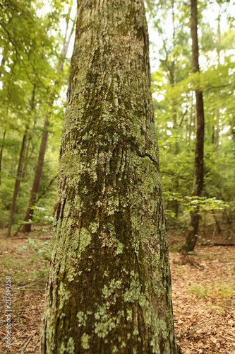 Mossy Tree