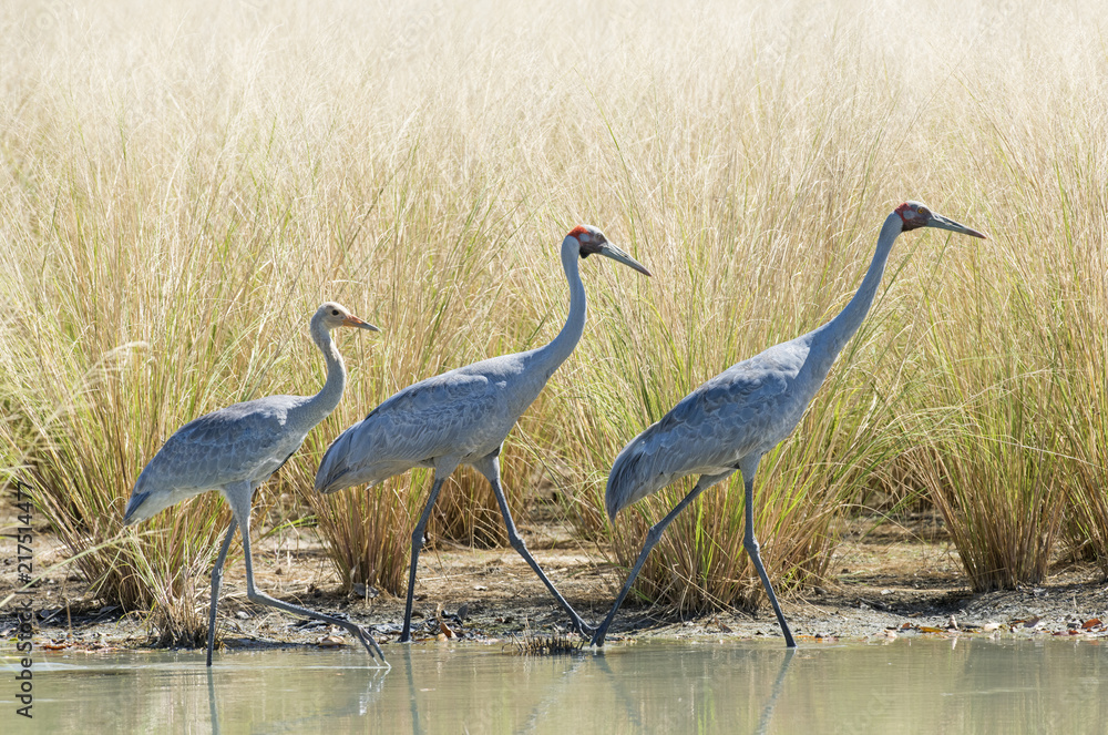 Naklejka premium A family of Brolga on a lagoon in northern Australia.