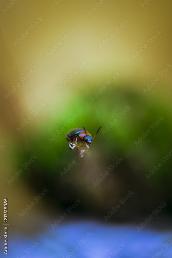 Firefly Firefly
