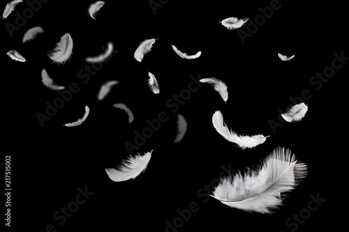 Abstract white feathers floating in darkness.