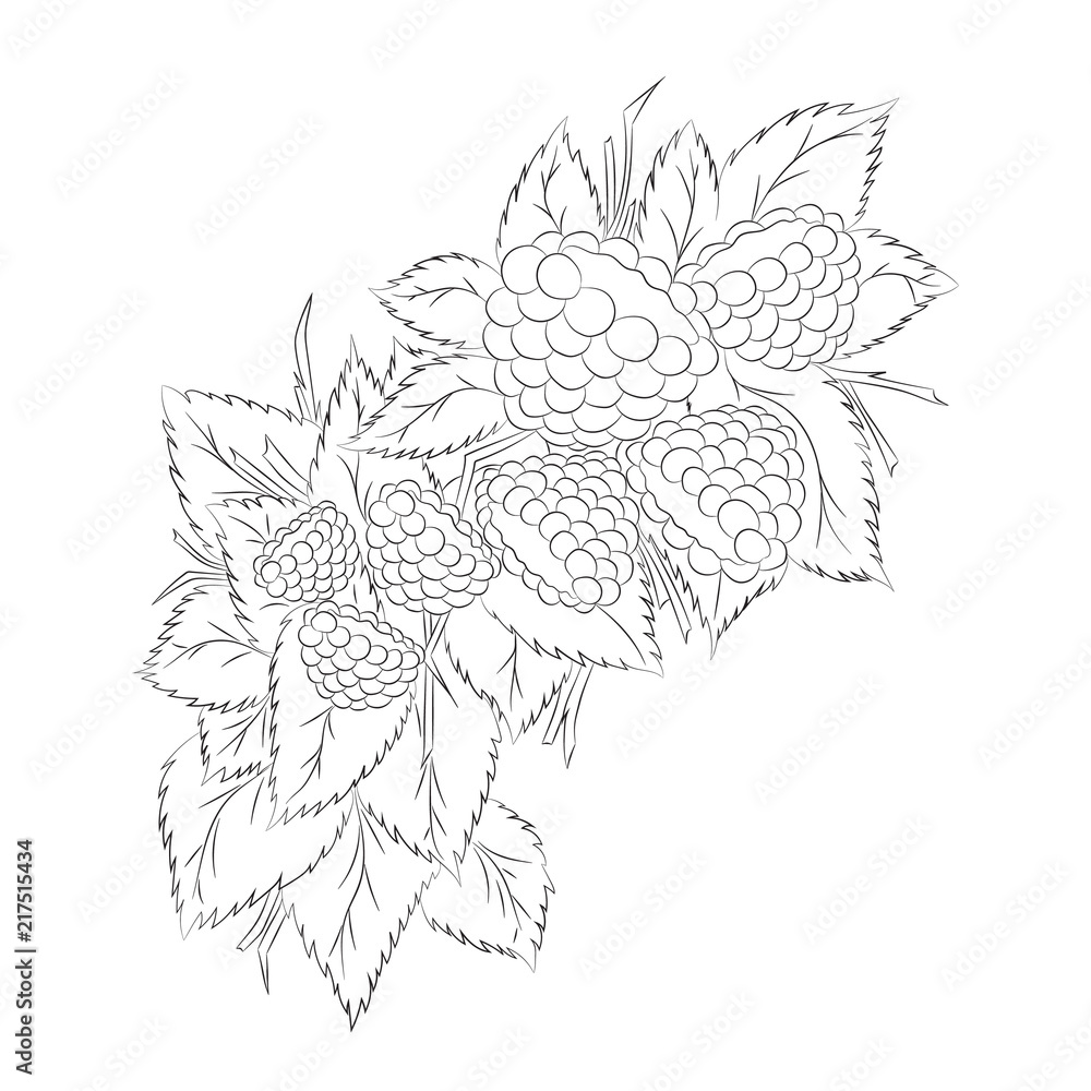 Raspberries on a branch Raspberries on a branch