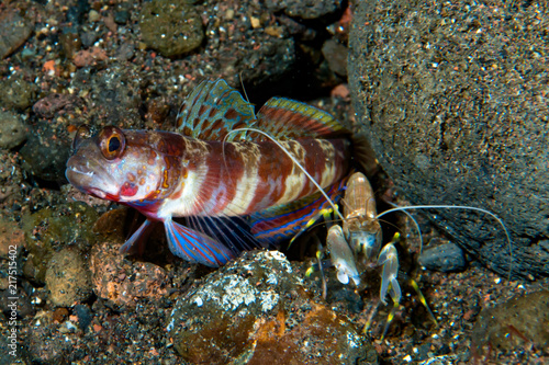 Broad-banded shrimp-goby Amblyeleotris periophthalma