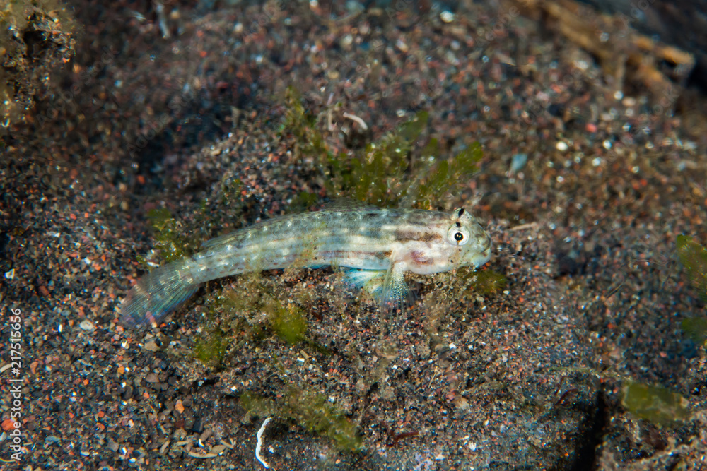 Bar-eyed goby Gnatholepis sp. Bar-eyed goby Gnatholepis sp.