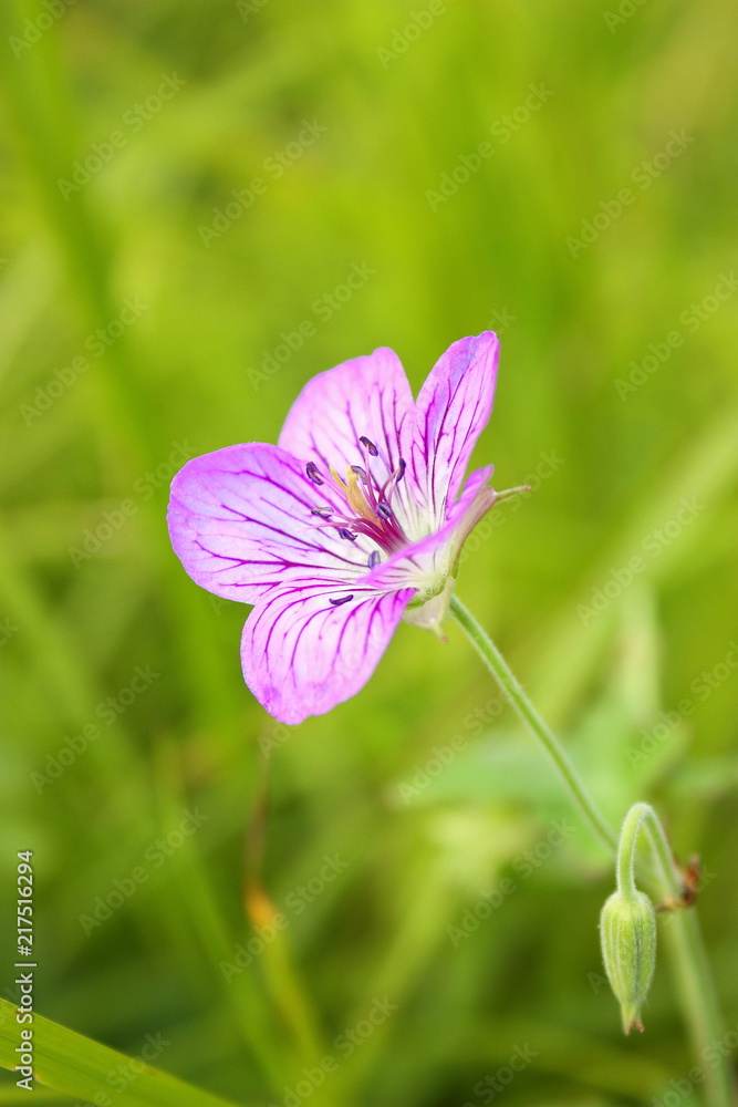 field flower field flower