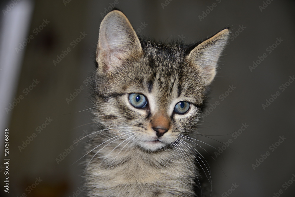 Fototapeta premium kitten
