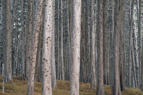 Seal Cove Cypress Tree Grove