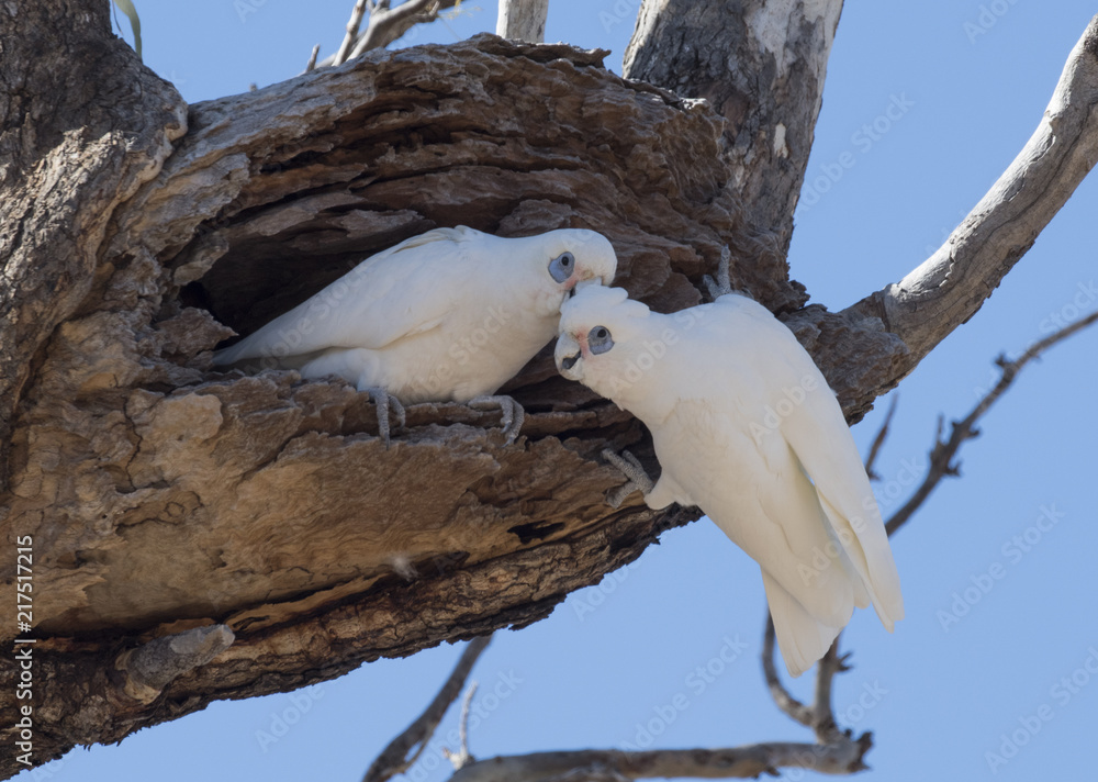 Obraz premium little corellas at a nest in outback Australia.