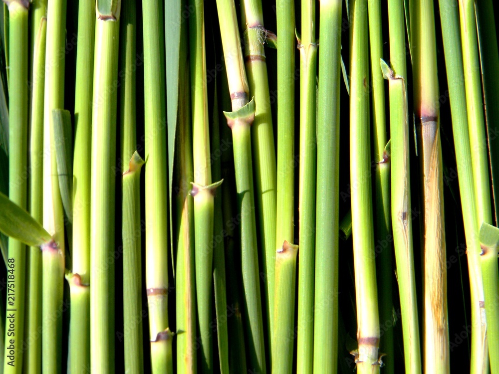 Fototapeta premium reed