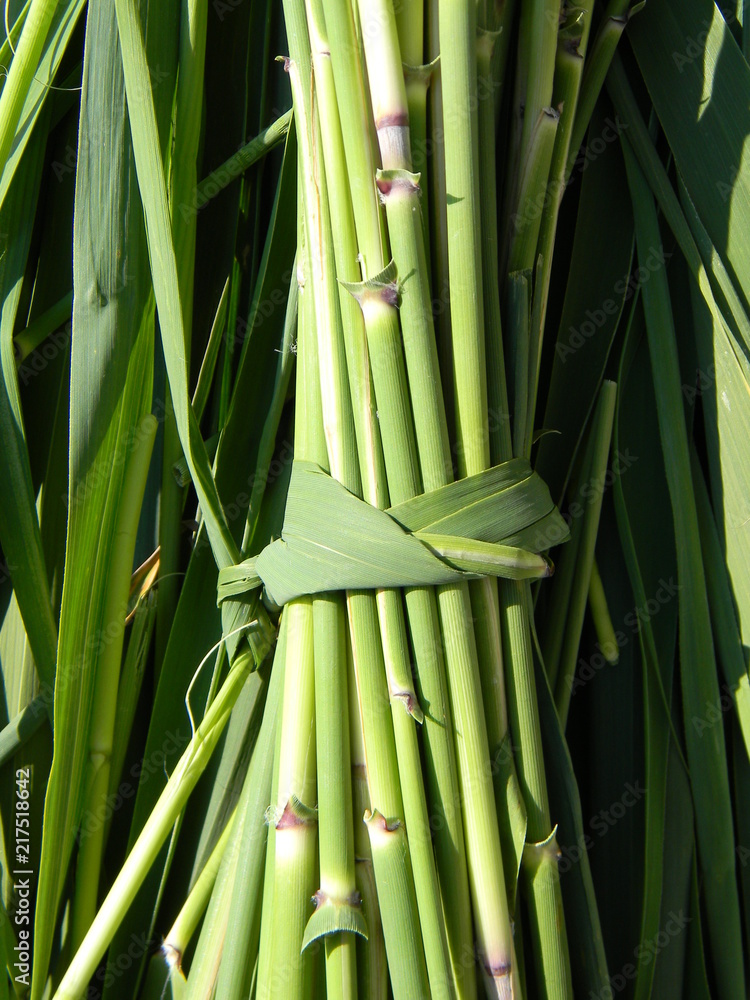 reed reed