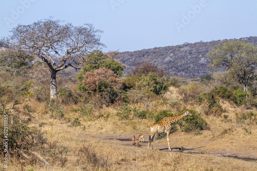 Giraffe in Kruger National park  South Africa   Specie Giraffa camelopardalis family of Giraffidae