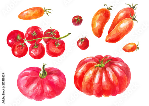Many different tomatoes. Watercolor set. Yellow, red, green, large and small varieties. Different healthy vegetables