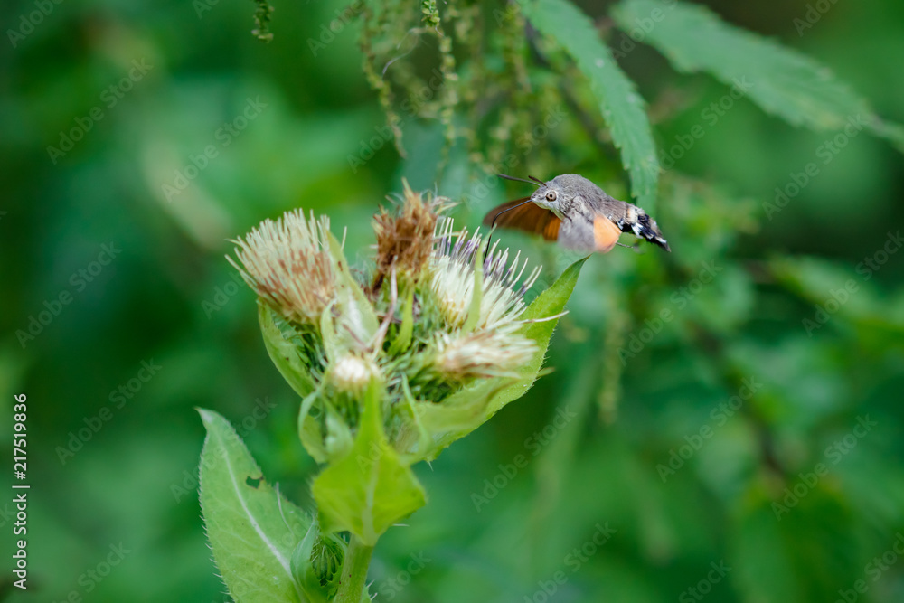 Naklejka premium Hummingbird hawk-moth on a wildflower against green natural background