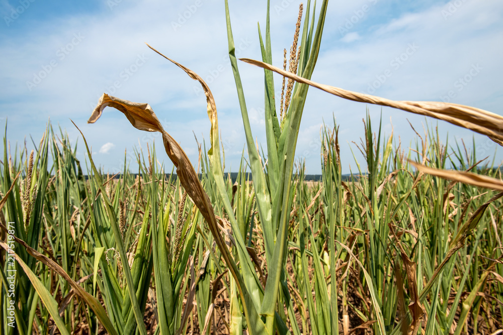 Fototapeta premium drought corn field in hot summer