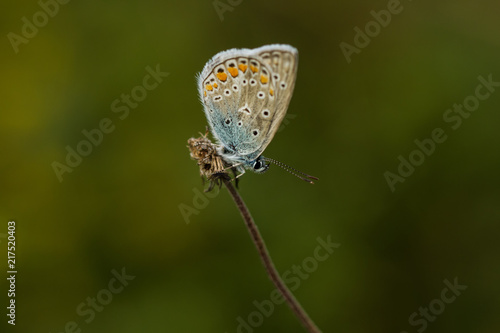 Wallpaper Mural Bläuling Torontodigital.ca