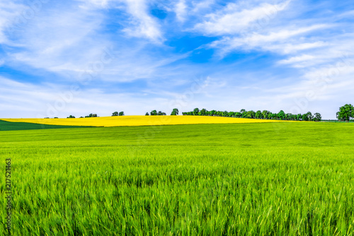 Spring field scenery and blue sky over fields, green farm, landscape