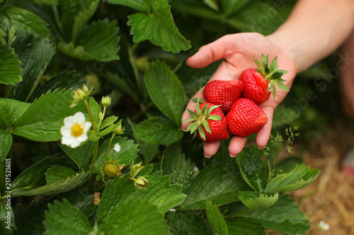 Slika na platnu Woman hand holding ripe strawberries, leaves and strawberry flower in the background