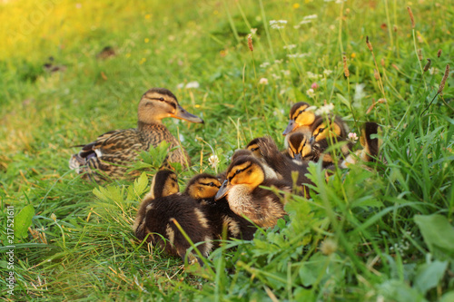 Group of young mallard (wild duckling) laying on the grass, getting ready to sleep, mother duck in background.