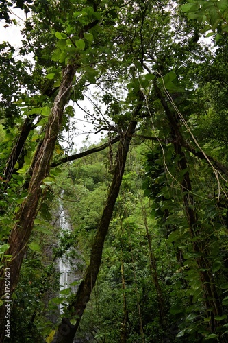 南国熱帯雨林の森と滝