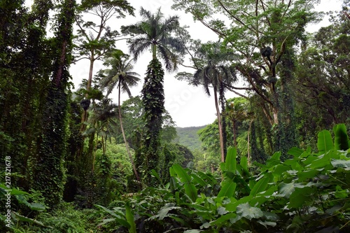 南国熱帯雨林の森