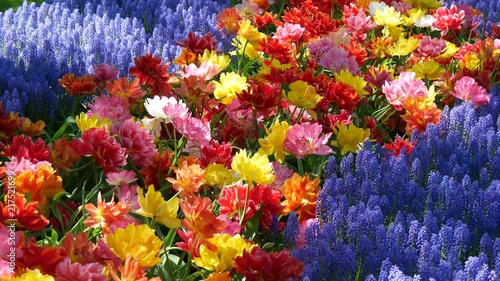 Tulipani nei giardini del Parco Keukenhof