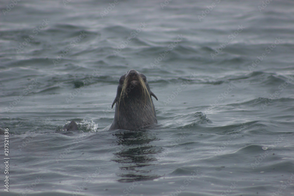 Obraz premium Wild Northern fur seal on Tuleniy island near Sakhalin