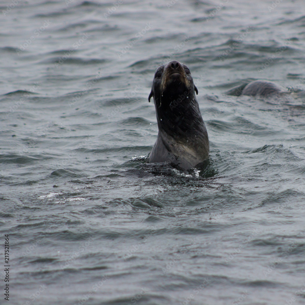 Obraz premium Wild Northern fur seal on Tuleniy island near Sakhalin