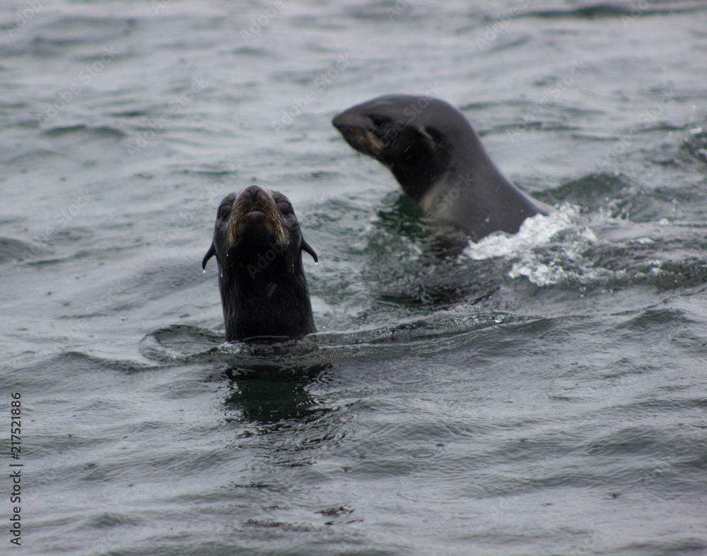 Obraz premium Wild Northern fur seal (Callorhinus ursinus) on Tuleniy island near Sakhalin