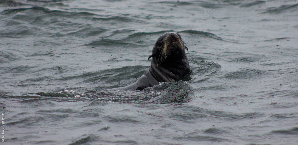Wild Northern fur seal (Callorhinus ursinus) on Tuleniy island near Sakhalin