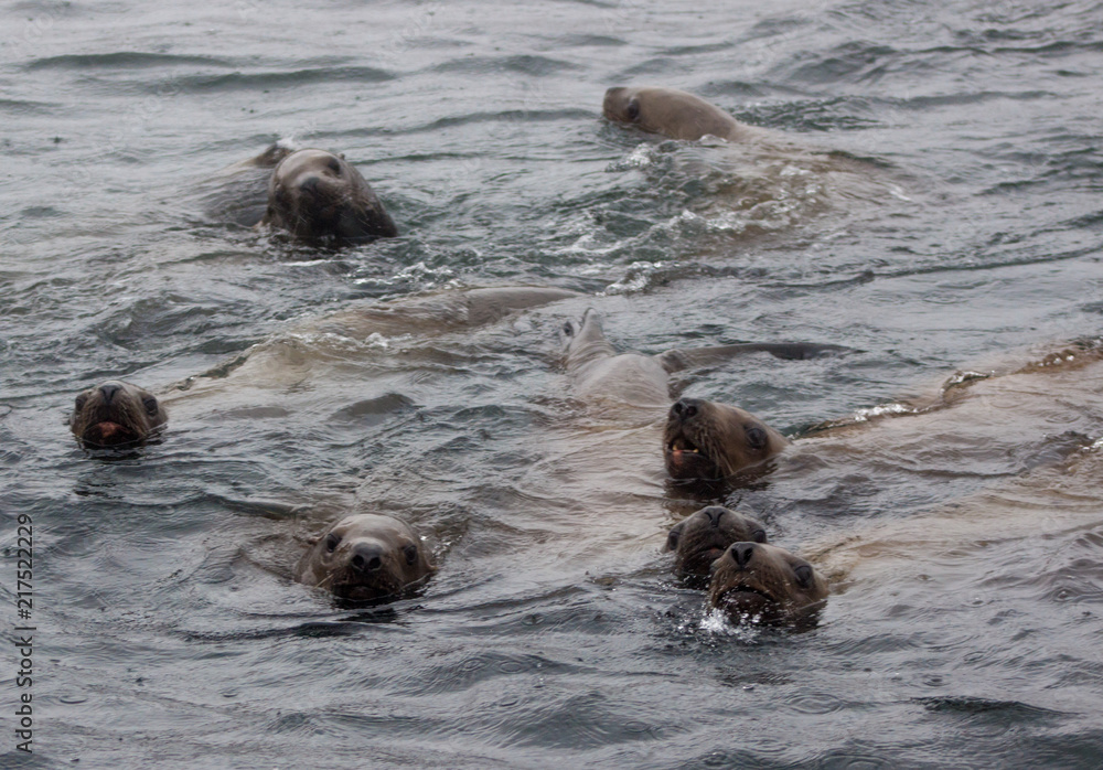 Fototapeta premium Wild on Tuleniy island near Sakhalin
