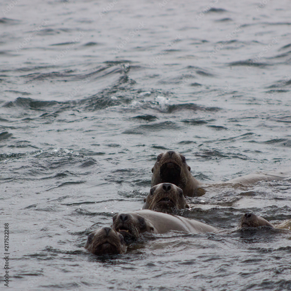 Obraz premium Wild on Tuleniy island near Sakhalin