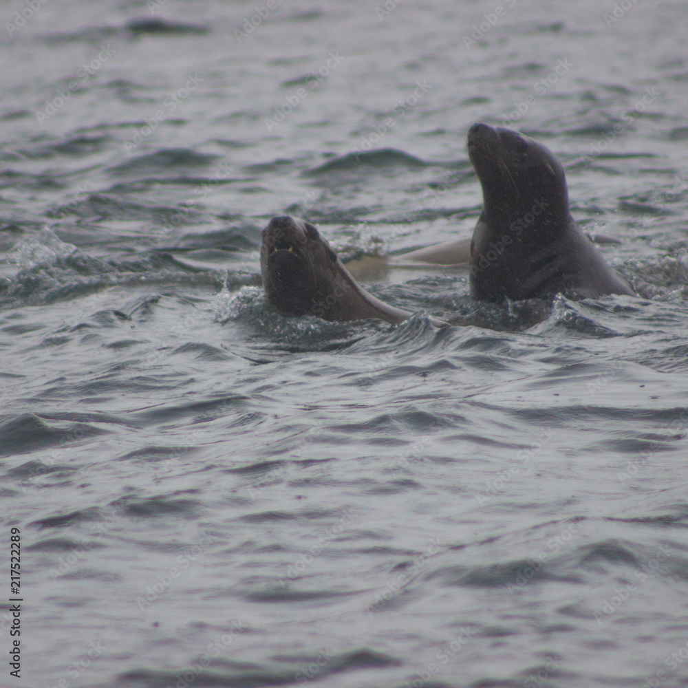 Obraz premium Wild on Tuleniy island near Sakhalin