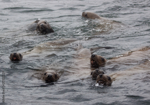 Wild on Tuleniy island near Sakhalin