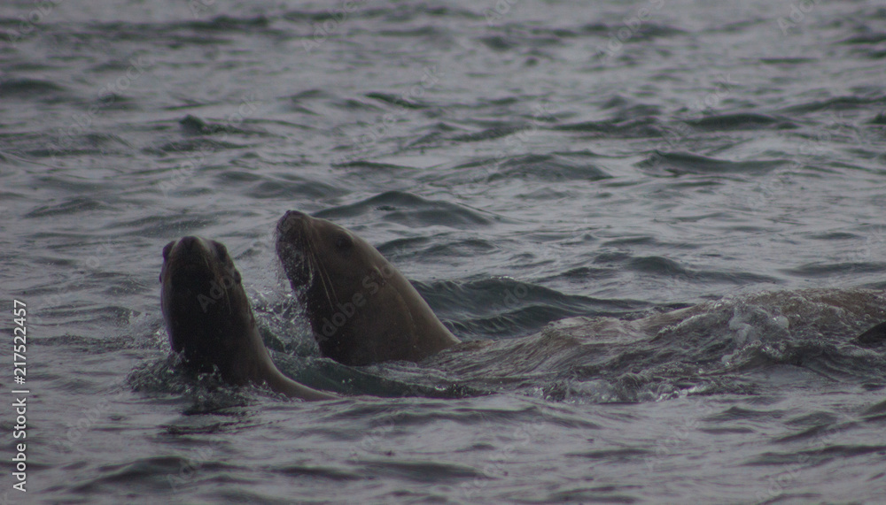 Obraz premium Wild on Tuleniy island near Sakhalin