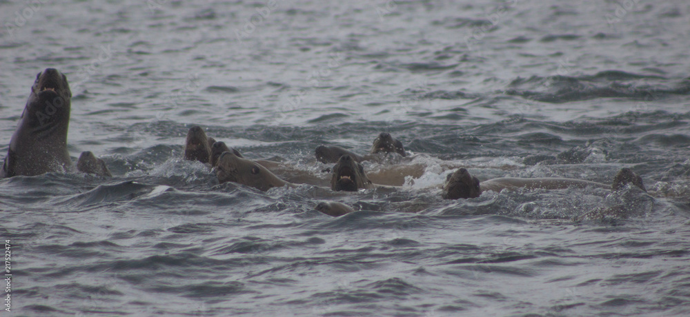 Fototapeta premium Wild on Tuleniy island near Sakhalin