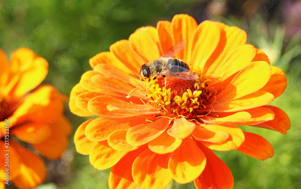 Hoverfly is sitting on blossom of orange zinnia and is sucking nectar. Hoverfly is sitting on blossom of orange zinnia and is sucking nectar.