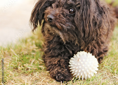 Russian Tsvetnaya Bolonka has pink ball and is looking to its master. Playful dog.  Bolognese dog. 