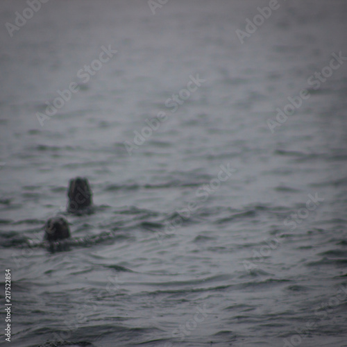 wild .Northern fur seal © lavinak